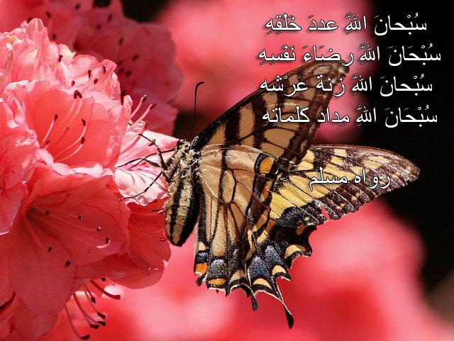 حكم رفع اليدين في الدعاء Ev6Jmoccefhrlqi9T Bnqypthkqqrsn0 V2B2Ju5Optpguovrw51Lskpb76Fpi4Knah900